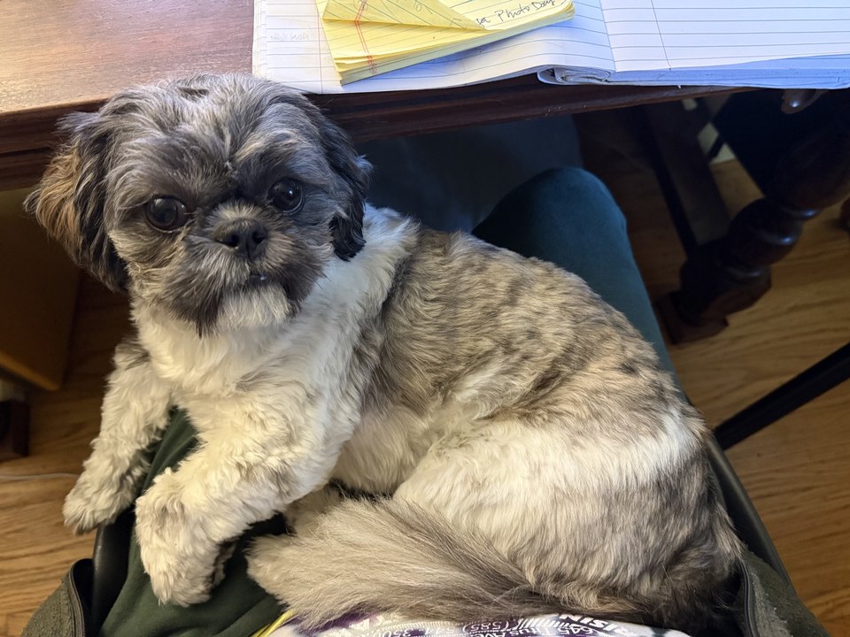 Rigatoni, a small grey-and-white dog, on a lap beneath the desk, with notebooks and a yellow legal pad on the desk above.