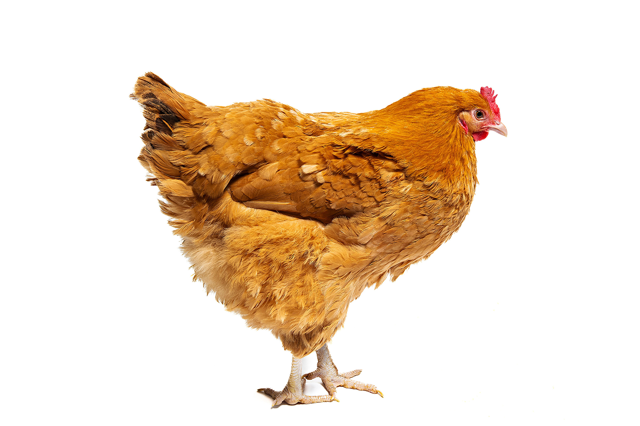 A golden-brown chicken photographed against white for Secret Pet Menu.