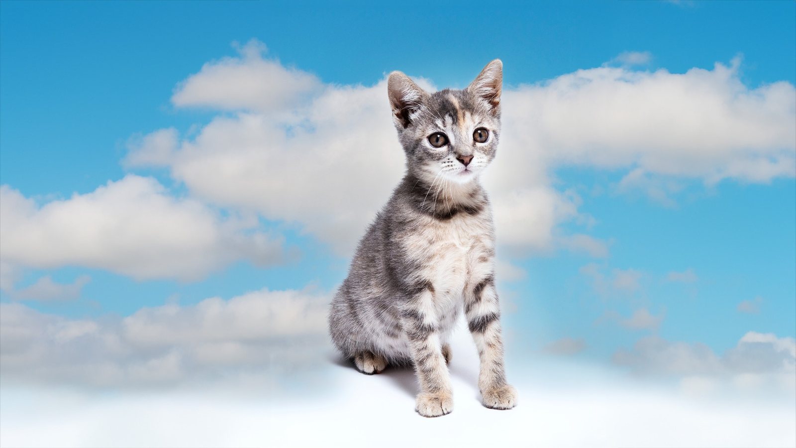 A kitten photographed against a blue sky and cloud backdrop.