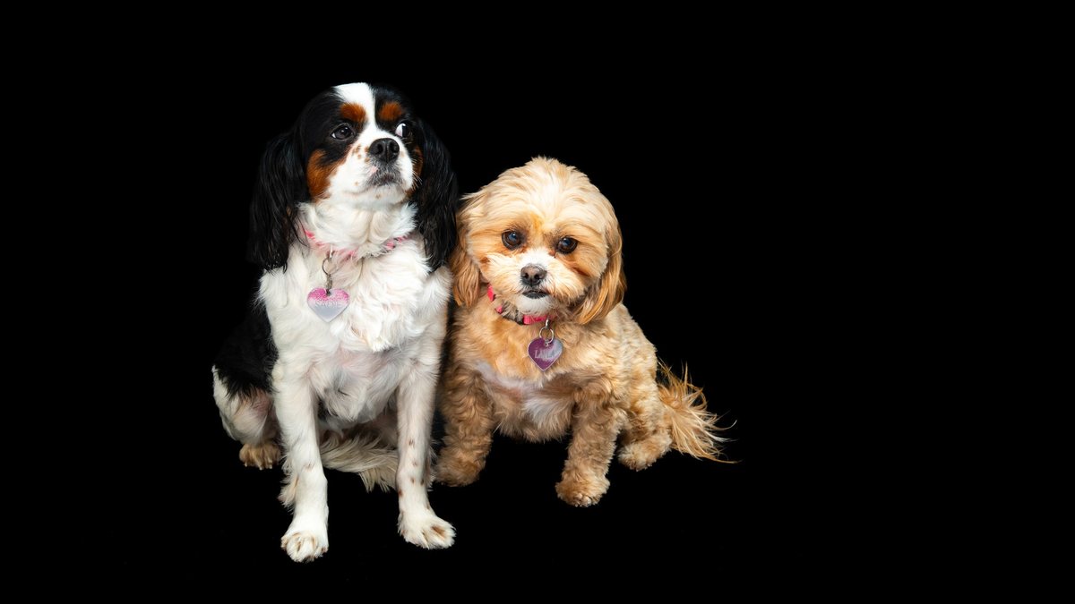 Two dogs photographed together against a black background.