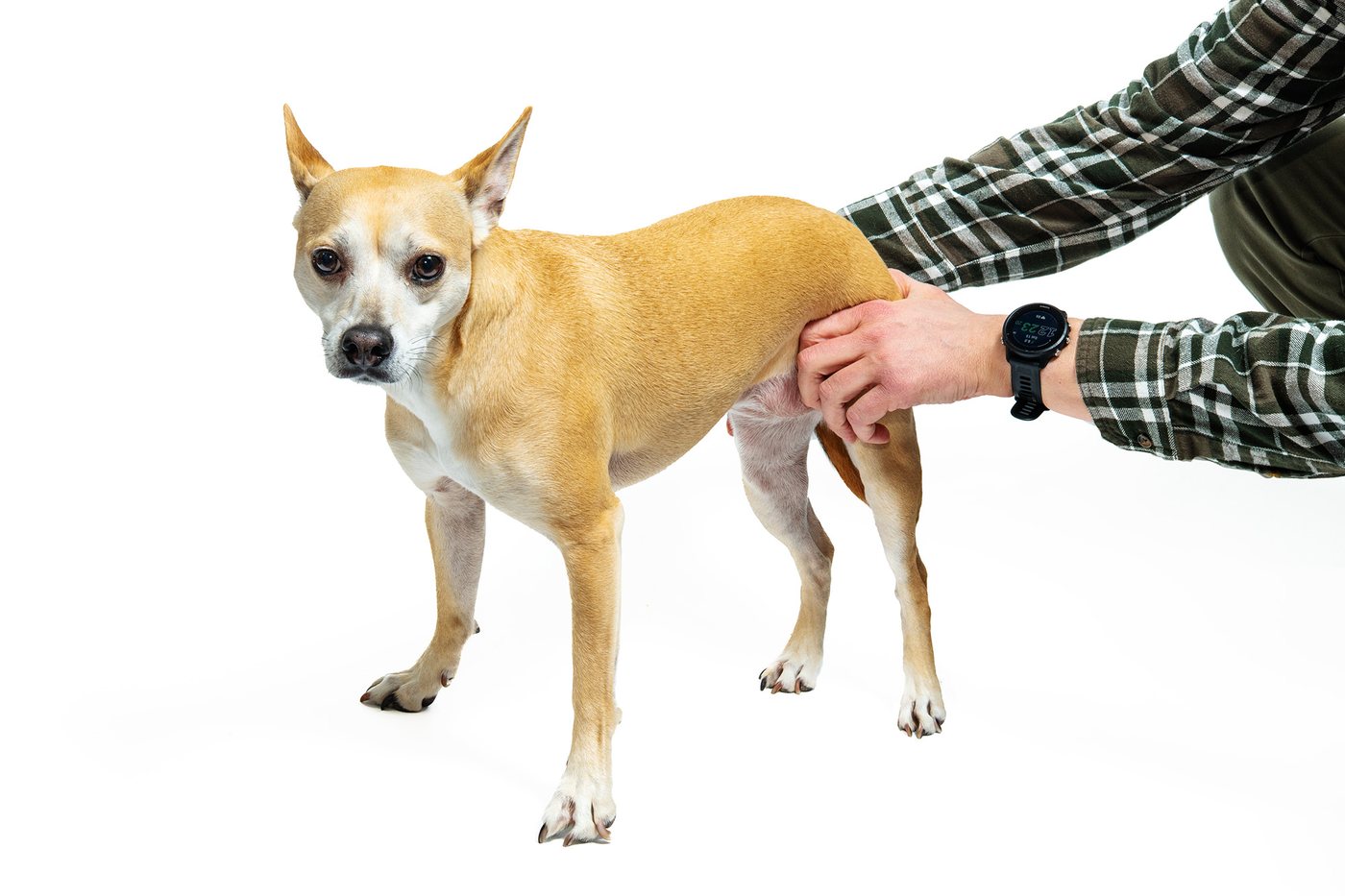 Behind the scenes at a portrait event: a small dog being held on the white seamless.