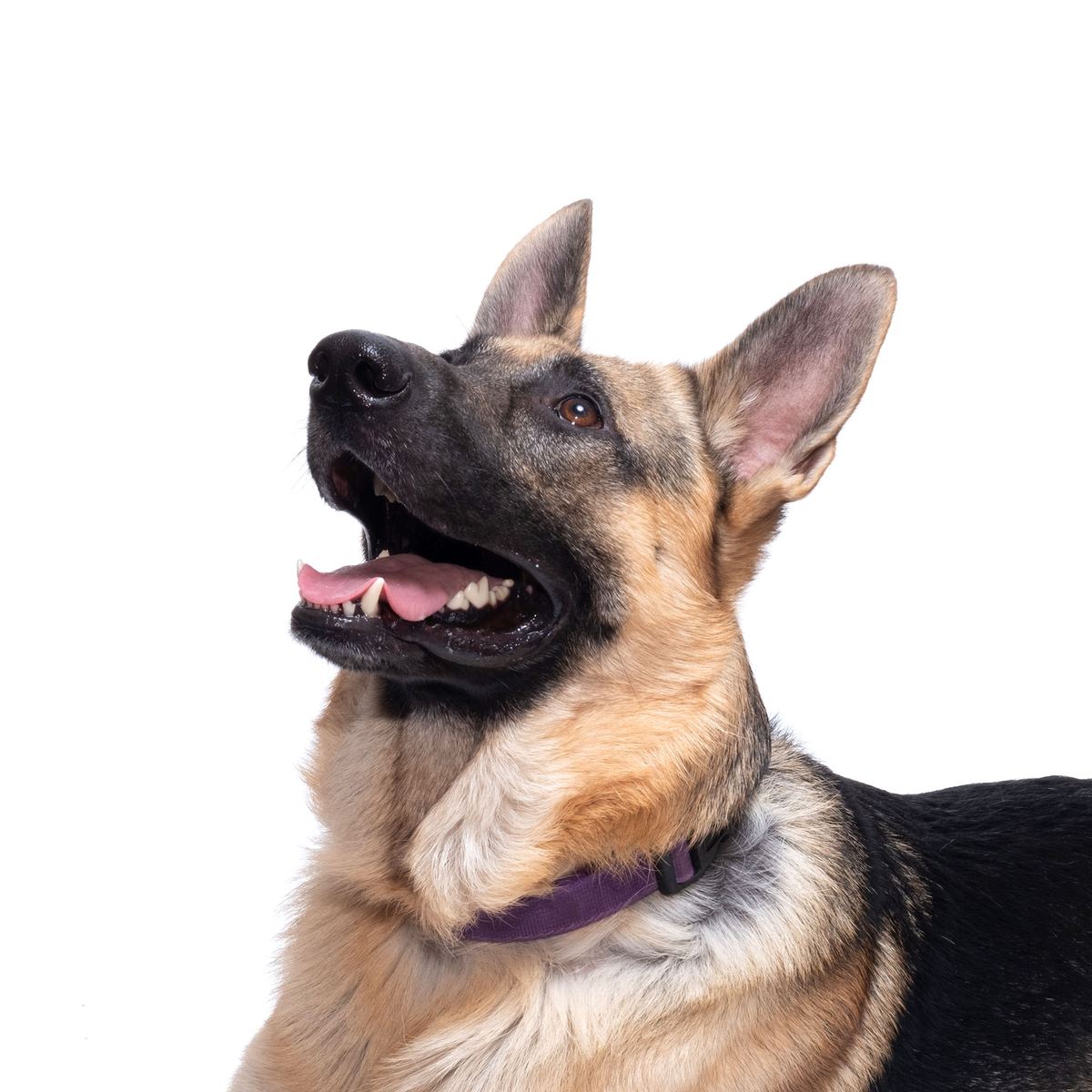 A German Shepherd photographed against a white background.