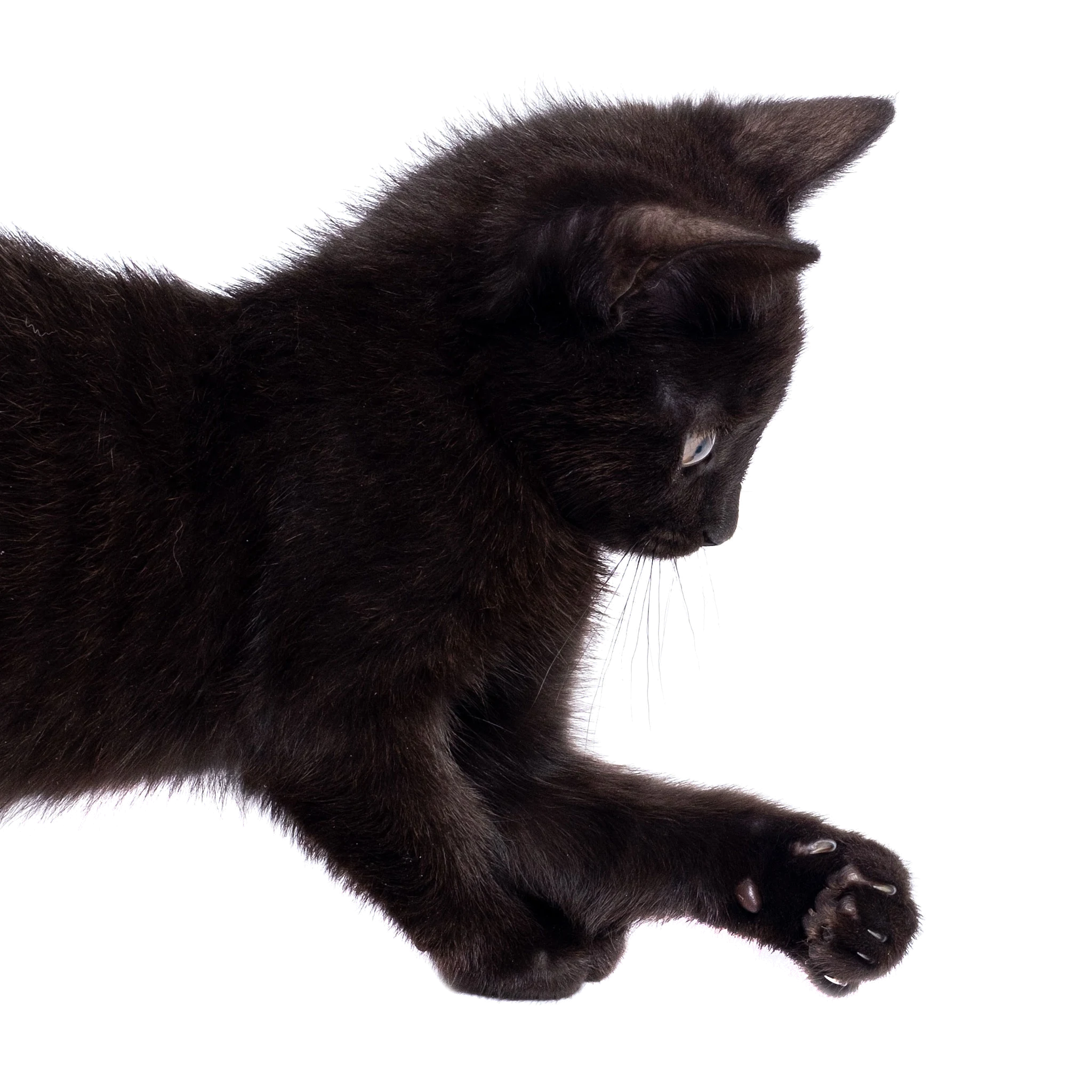 Black cat reaching forward in profile.
