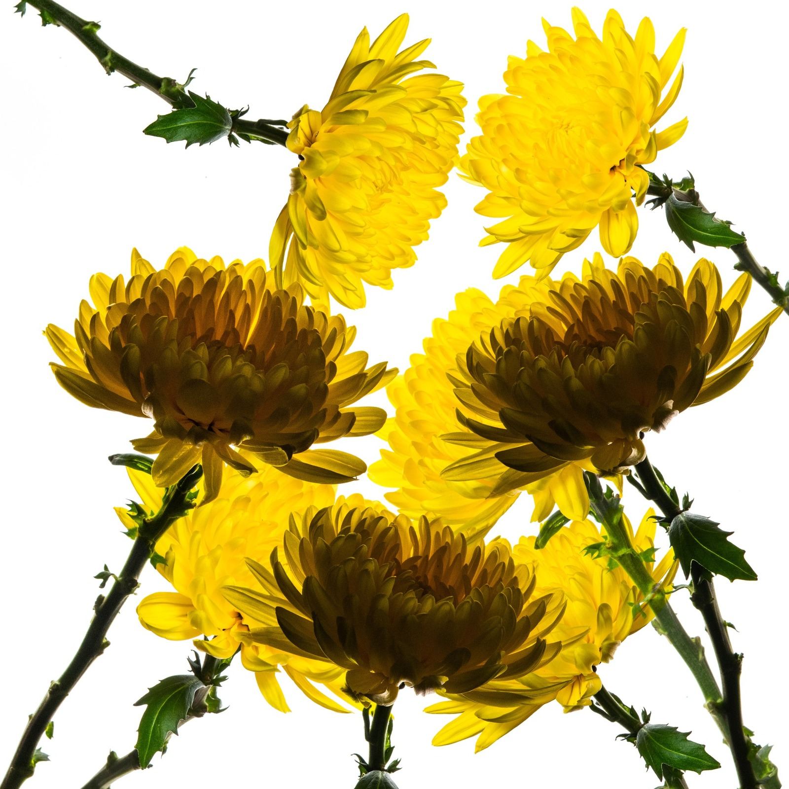 Yellow flowers